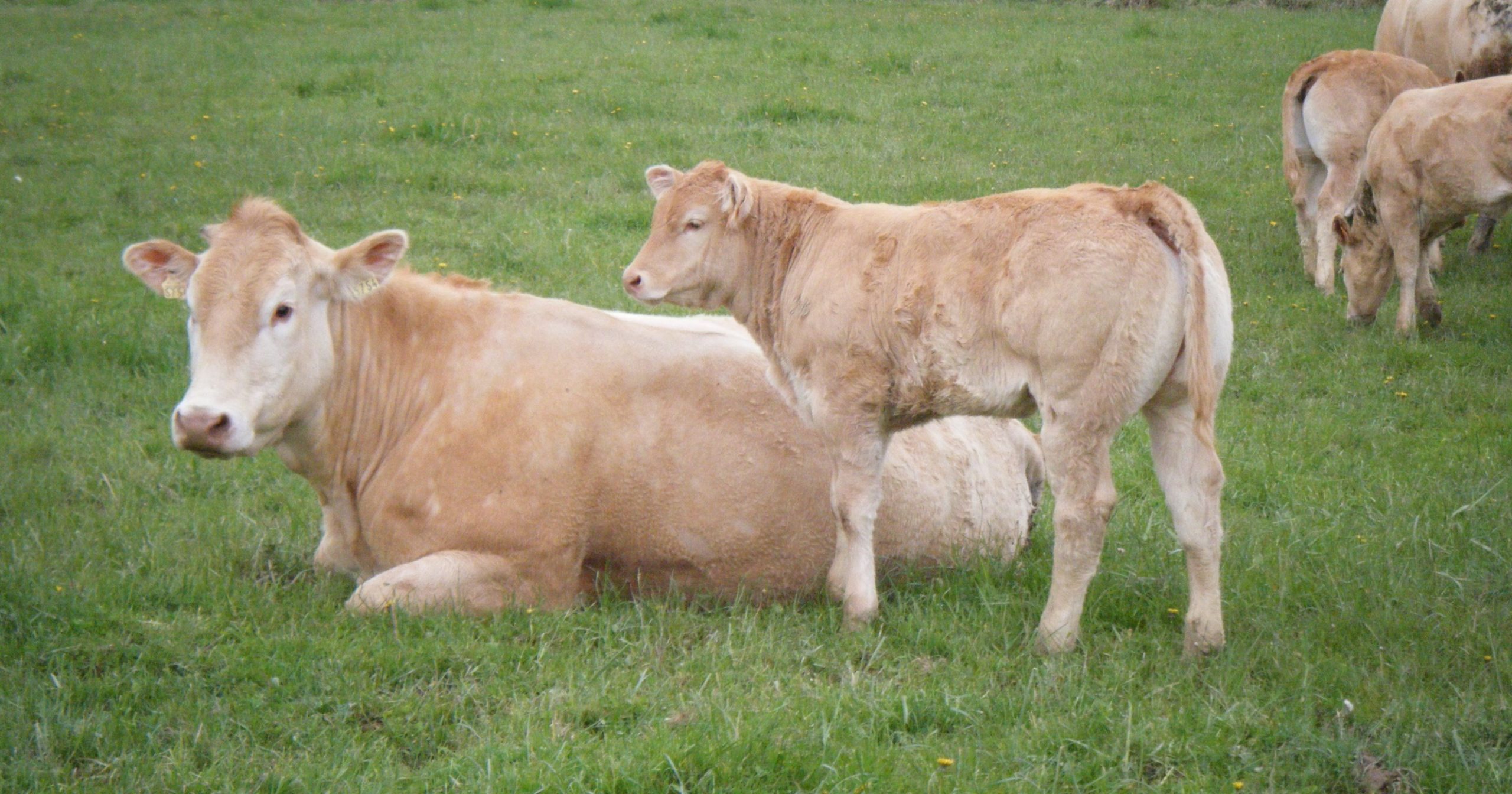 Vache et son veau de race Blonde d’Aquitaine à l’herbe - Calitza eta Hameka – Pays Basque