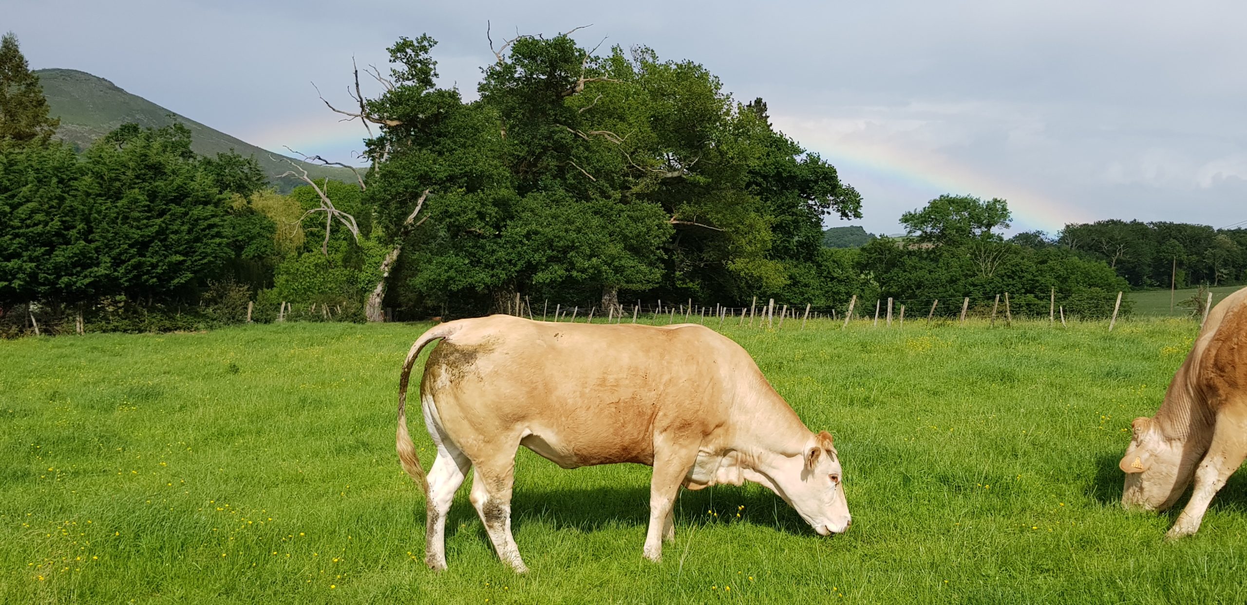 Vache Blonde d’Aquitaine Miraila à l’herbe – Pays Basque