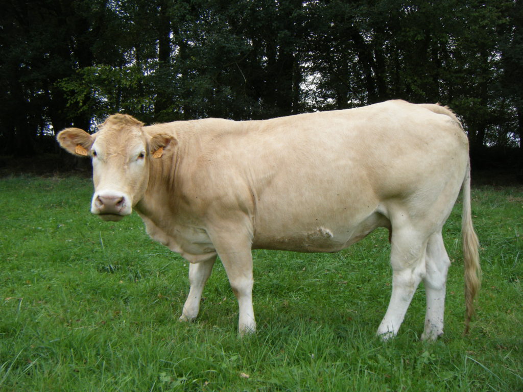 Vache Blonde d’Aquitaine rustique Hurra – Pays Basque