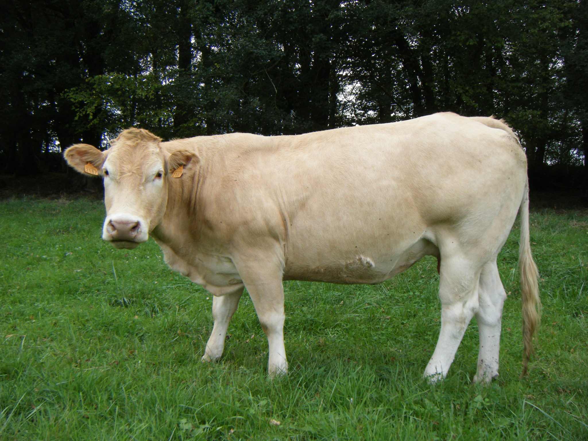 levage-de-blondes-d-aquitaine-au-pays-basque-bienvenue