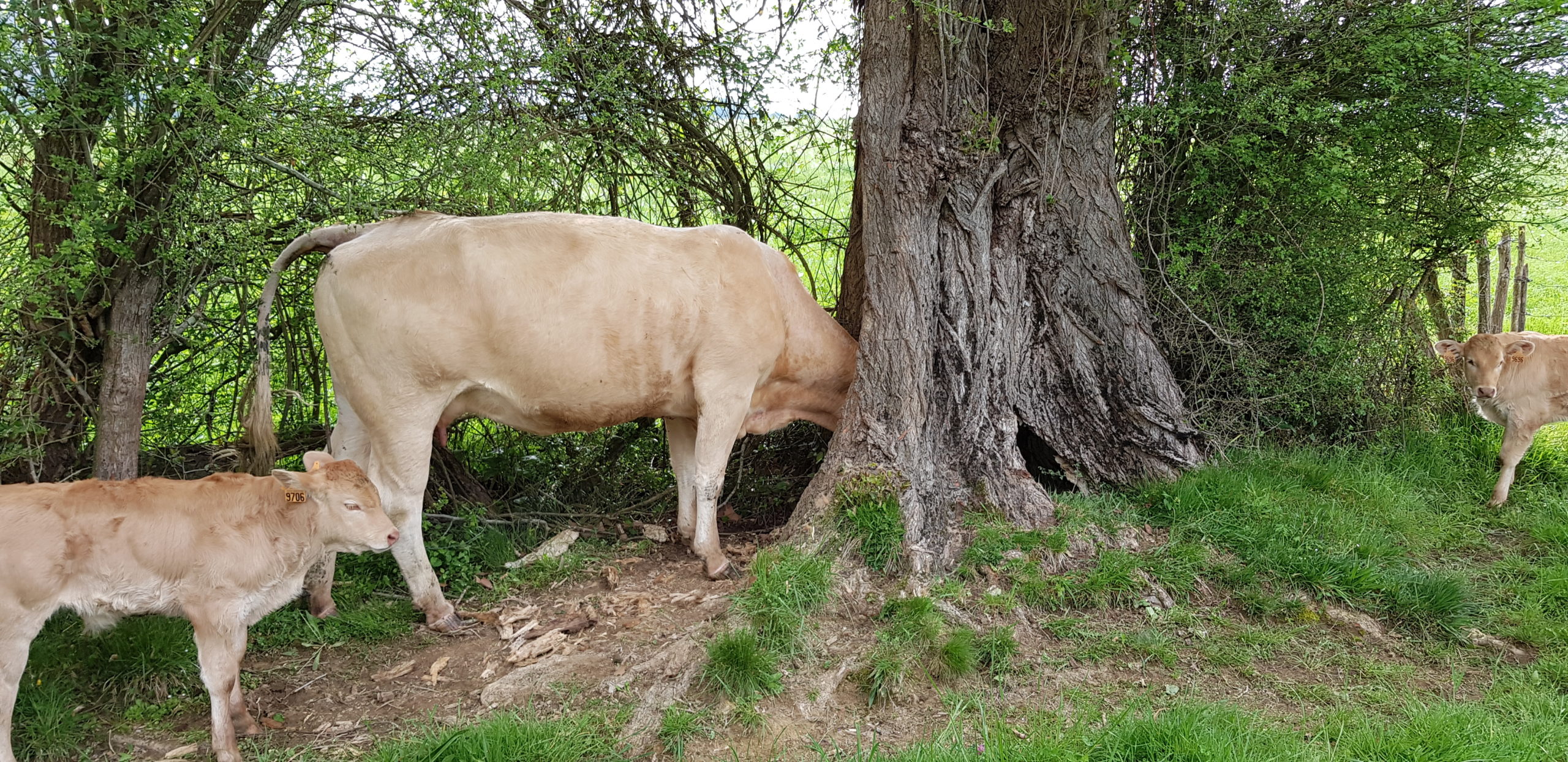 Vache Blonde d'Aquitaine tête cachée - Pays Basque