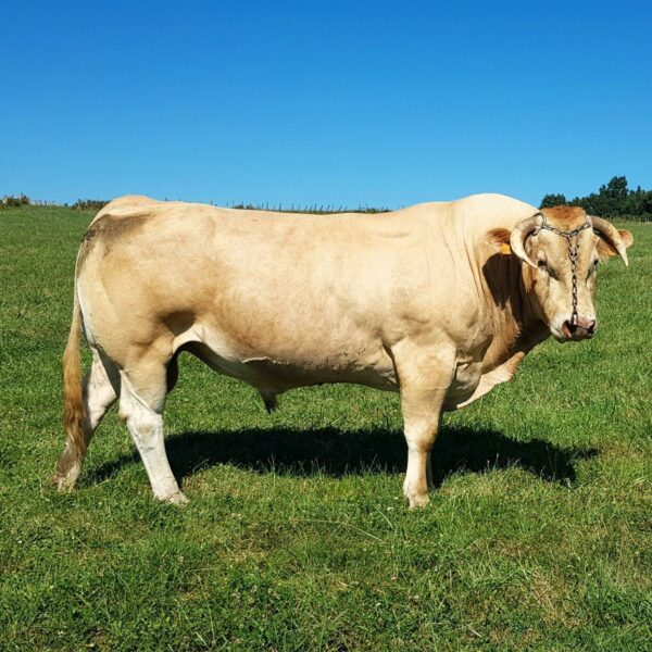 Taureau Blonde d'Aquitaine Pitxitxi - Pays Basque