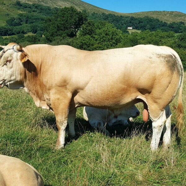 Taureau Blonde d'Aquitaine Tandem - Pays Basque