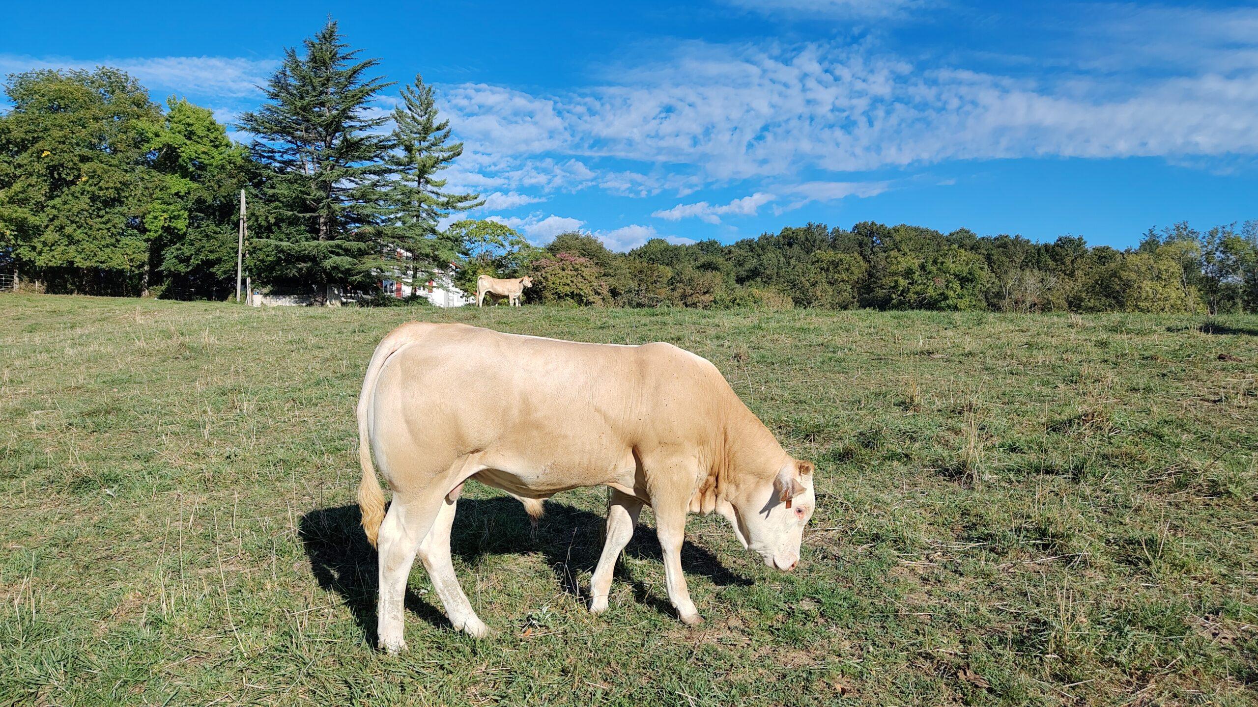 Taurillon Blonde d'Aquitaine
